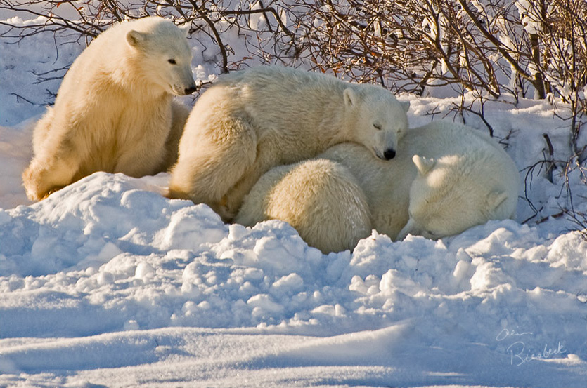Mom_and_Cubs_sm