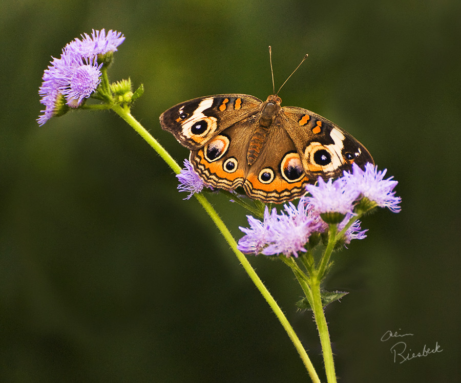 buckeye butterfly_sm