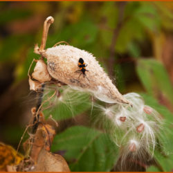 milkweed seed feb web