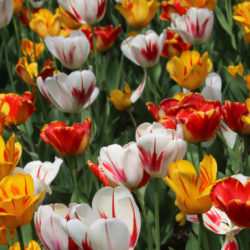 tulips for web
