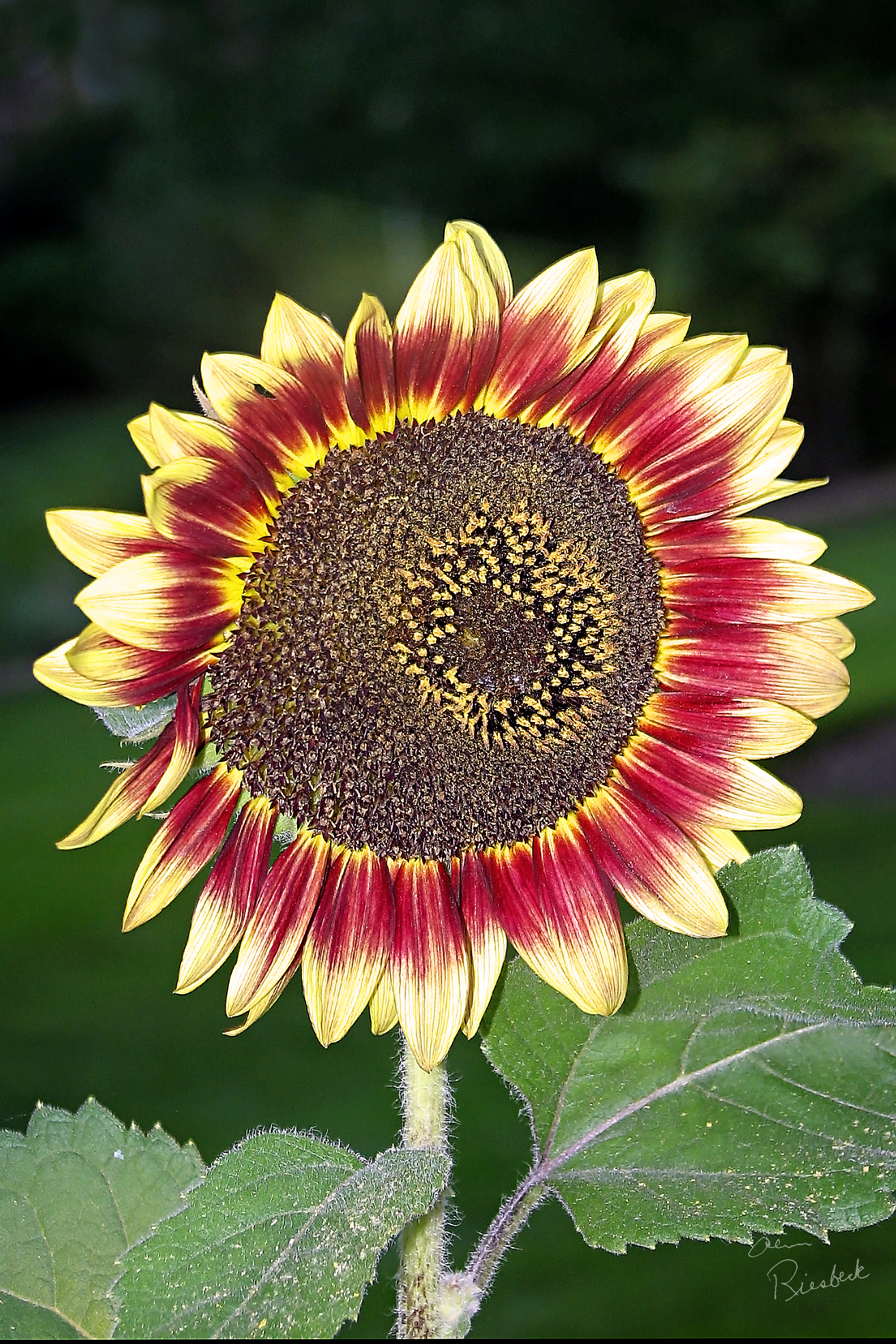 1084A Sun Flower (Watermarked)