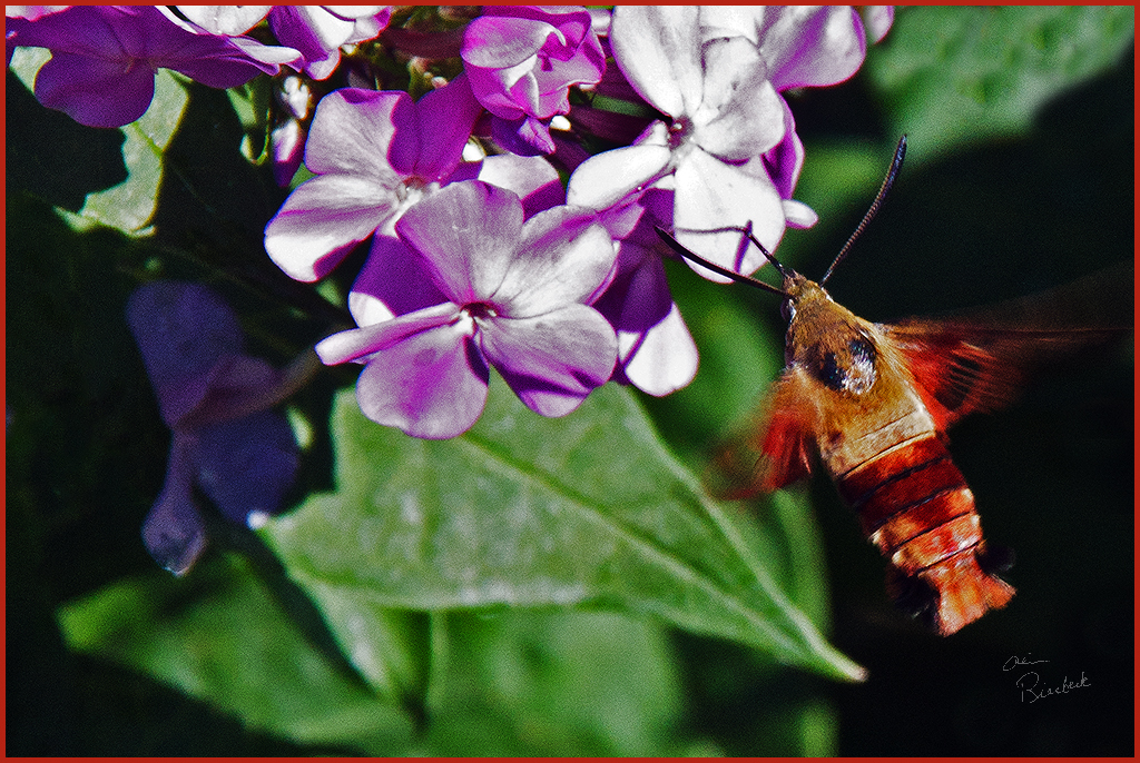 24~CPI~4~Alvin Riesbeck~hummingbird clearwing moth (Watermarked)