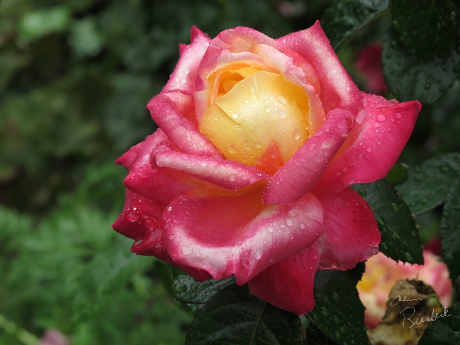 rose with rain (Watermarked) small