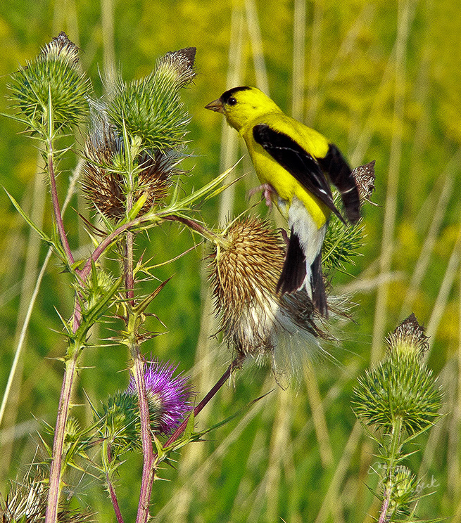 Bird_24_CPI_3_Alvin_Riesbeck_Wilson_Warbler_sm