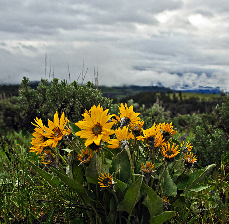 Flowers_Mule_Ear_Sunflower_Square_DPI_DSC_4178_sm