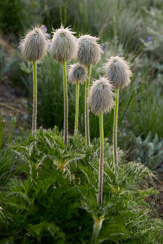 Flowers_Western_Anemone_0834_sm