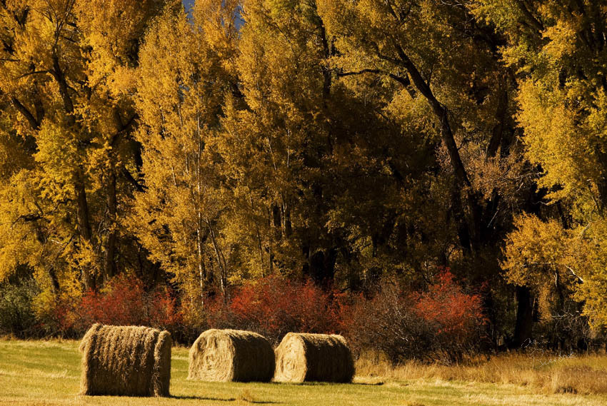 Colorado Fall Colors 1657 (Watermarked)