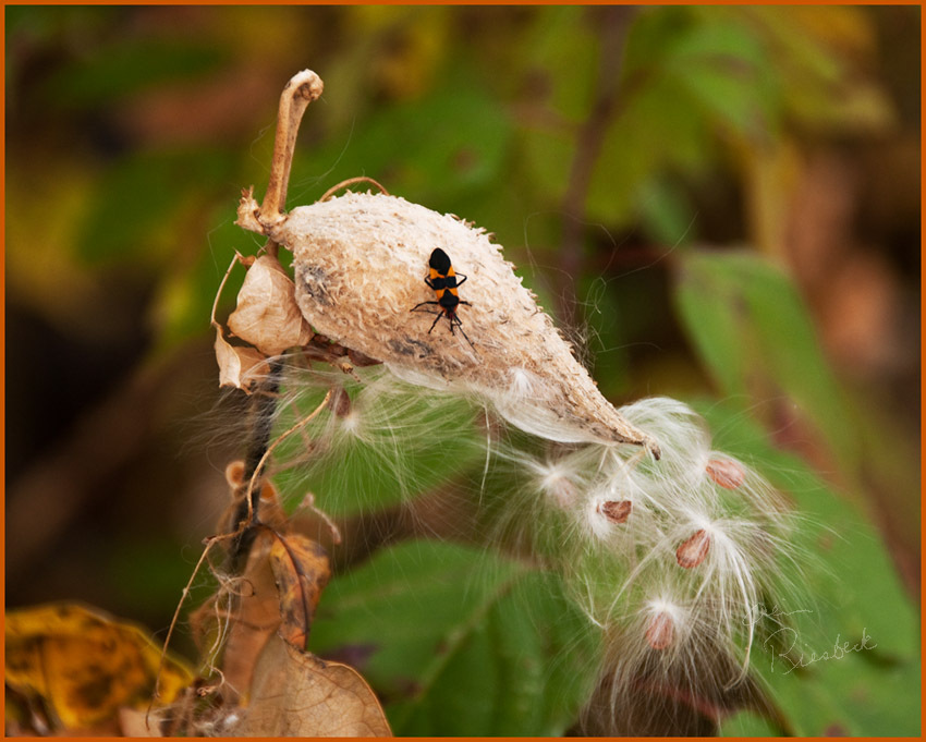 milkweed seed feb web