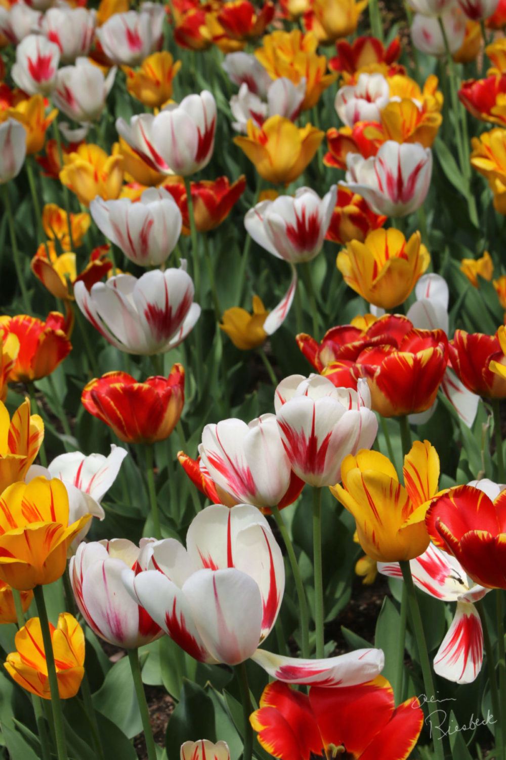 tulips for web