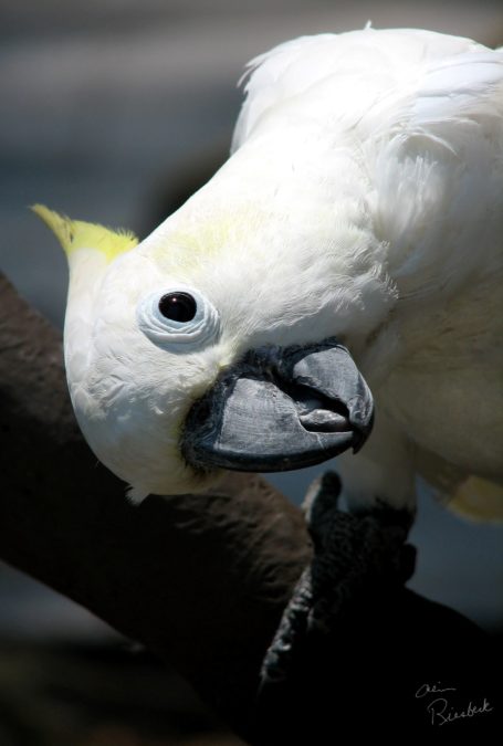 parrot looking up (Watermarked) small